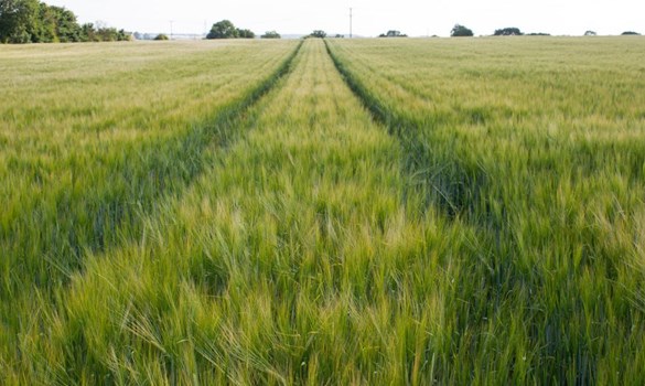 Field filled with barley.